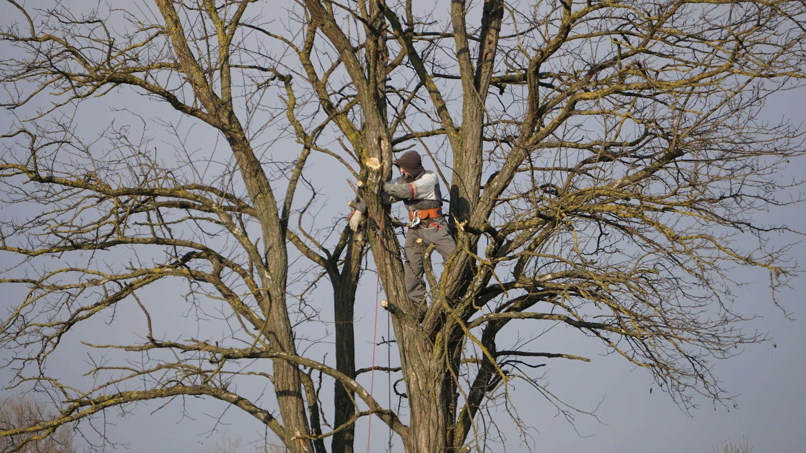 Professional arborist climbing tree